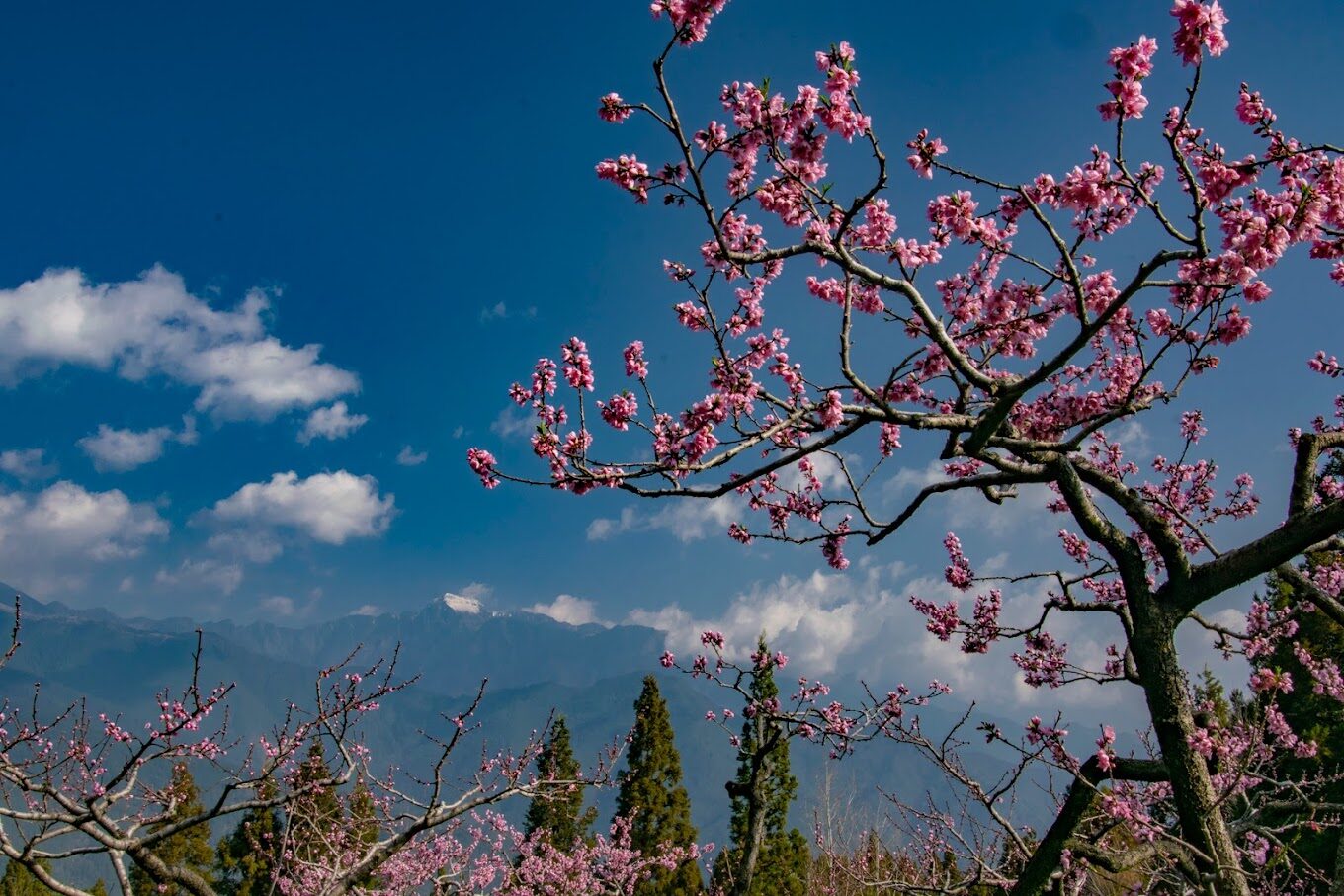 2025福壽山農場旅遊指南｜避開人潮秘訣與水果