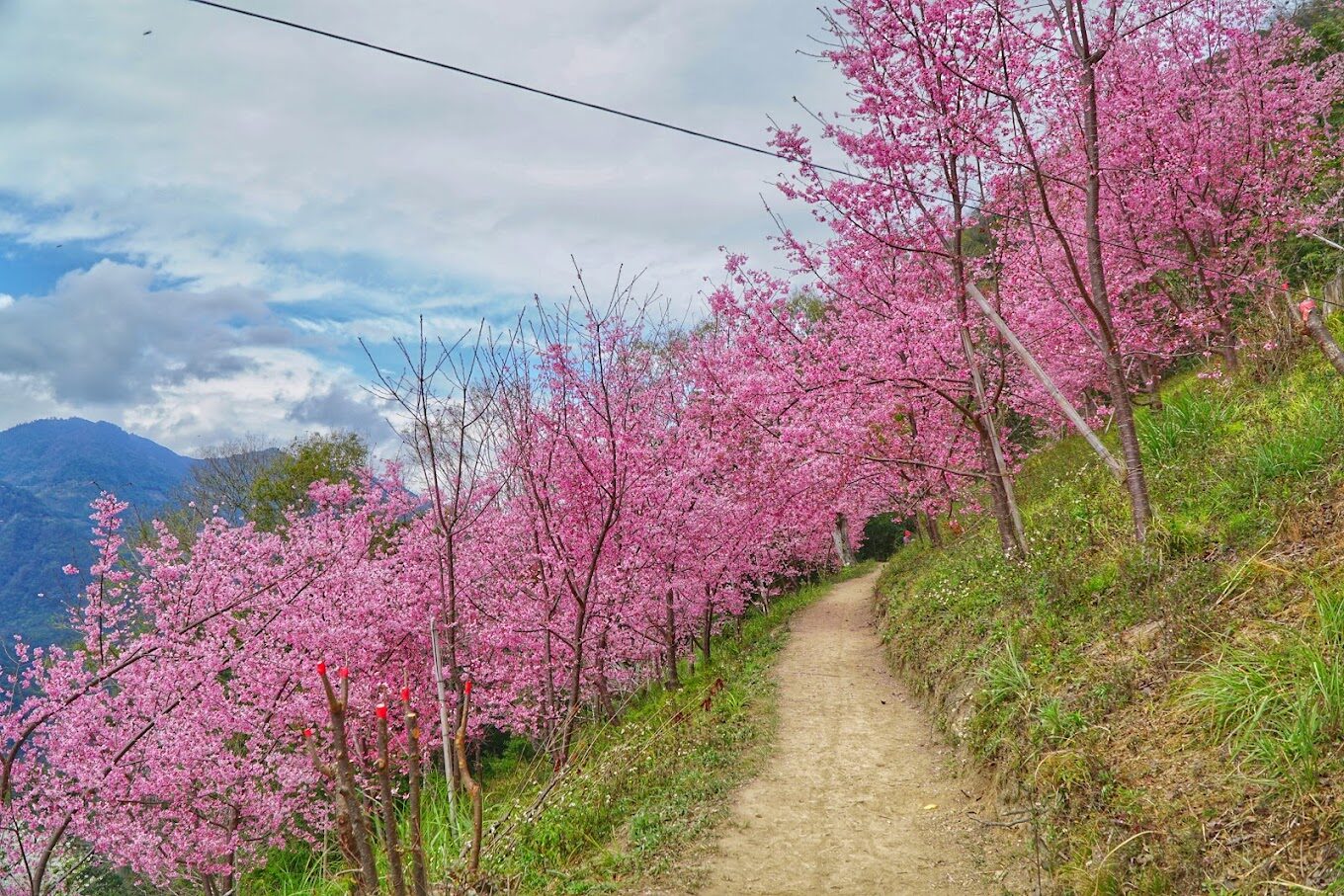 2025司馬庫斯旅遊攻略｜必去景點推薦