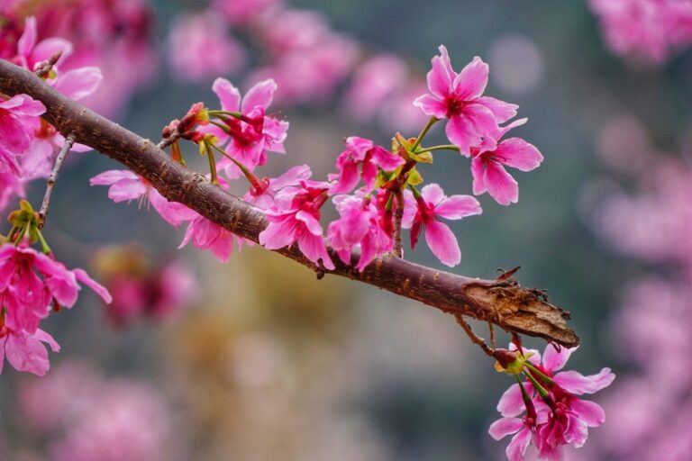 2025司馬庫斯旅遊攻略｜必去景點推薦