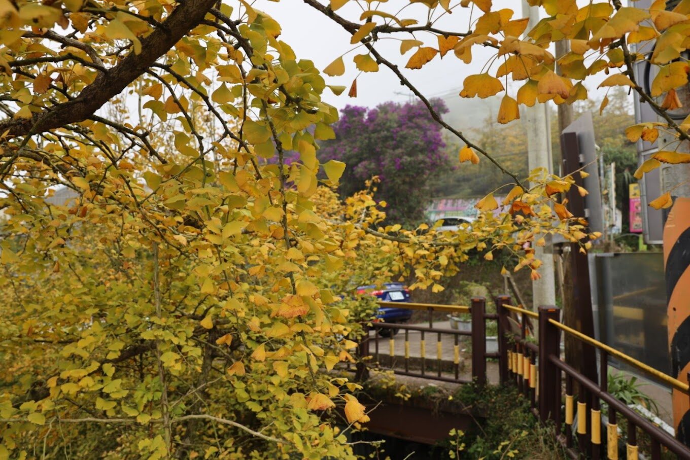 杉林溪秘境旅遊攻略：2025年不可錯過的景點