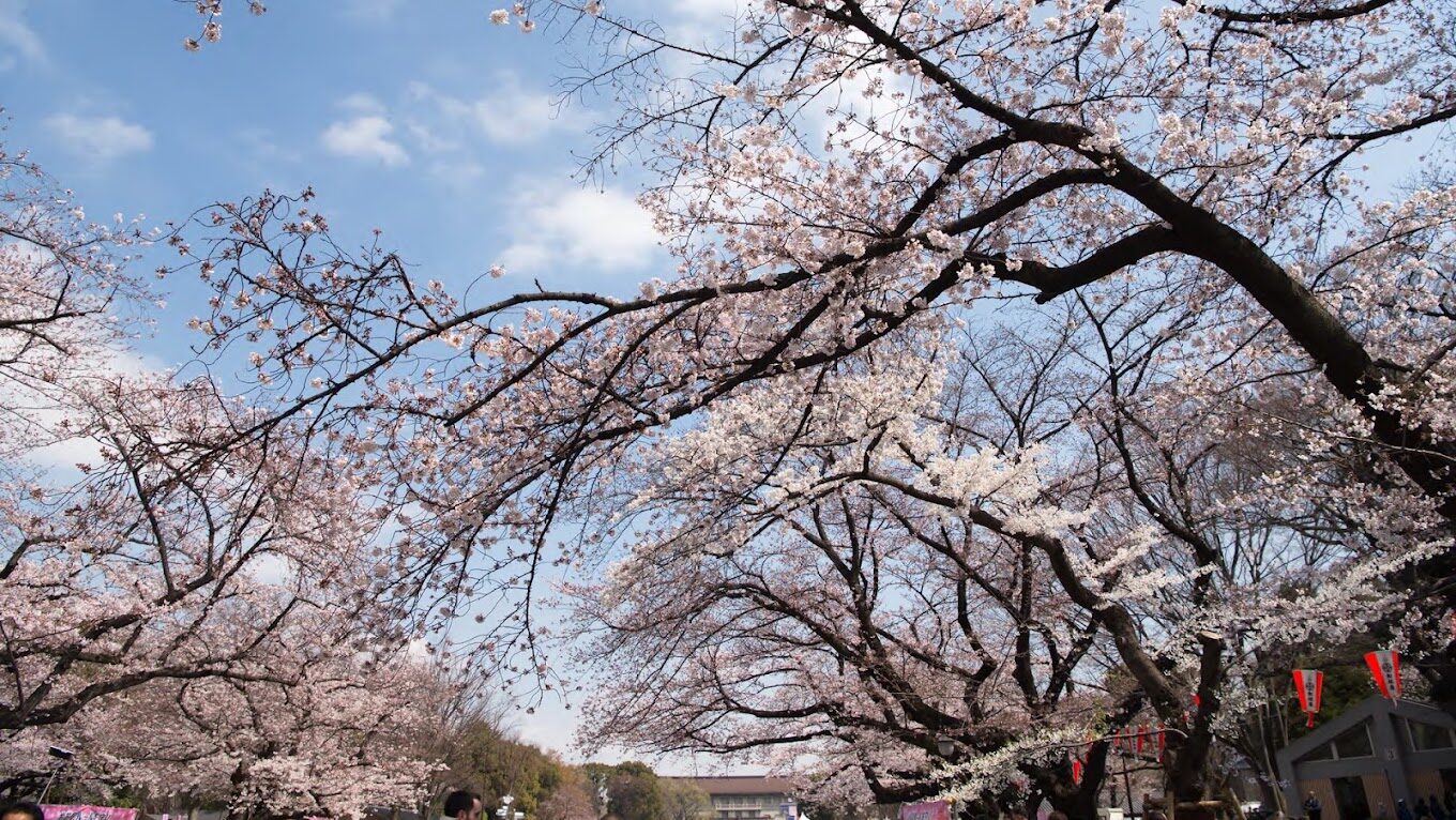 2025年櫻花季旅遊指南｜5個必訪景點與避開人潮的小秘訣