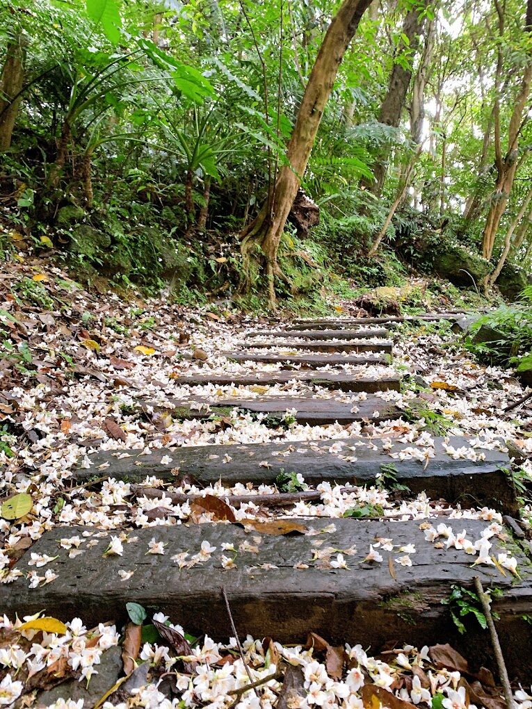 東湖櫻花林！你絕對不能錯過的賞櫻秘境