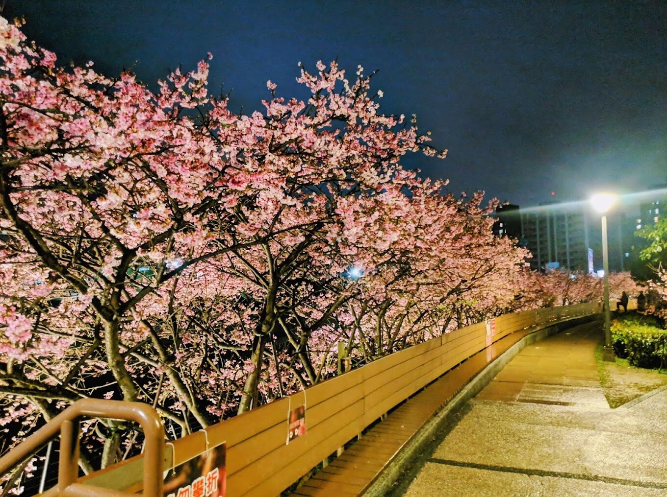 東湖櫻花林！你絕對不能錯過的賞櫻秘境