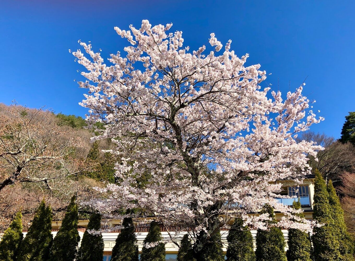 2025年櫻花季旅遊指南｜5個必訪景點與避開人潮的小秘訣