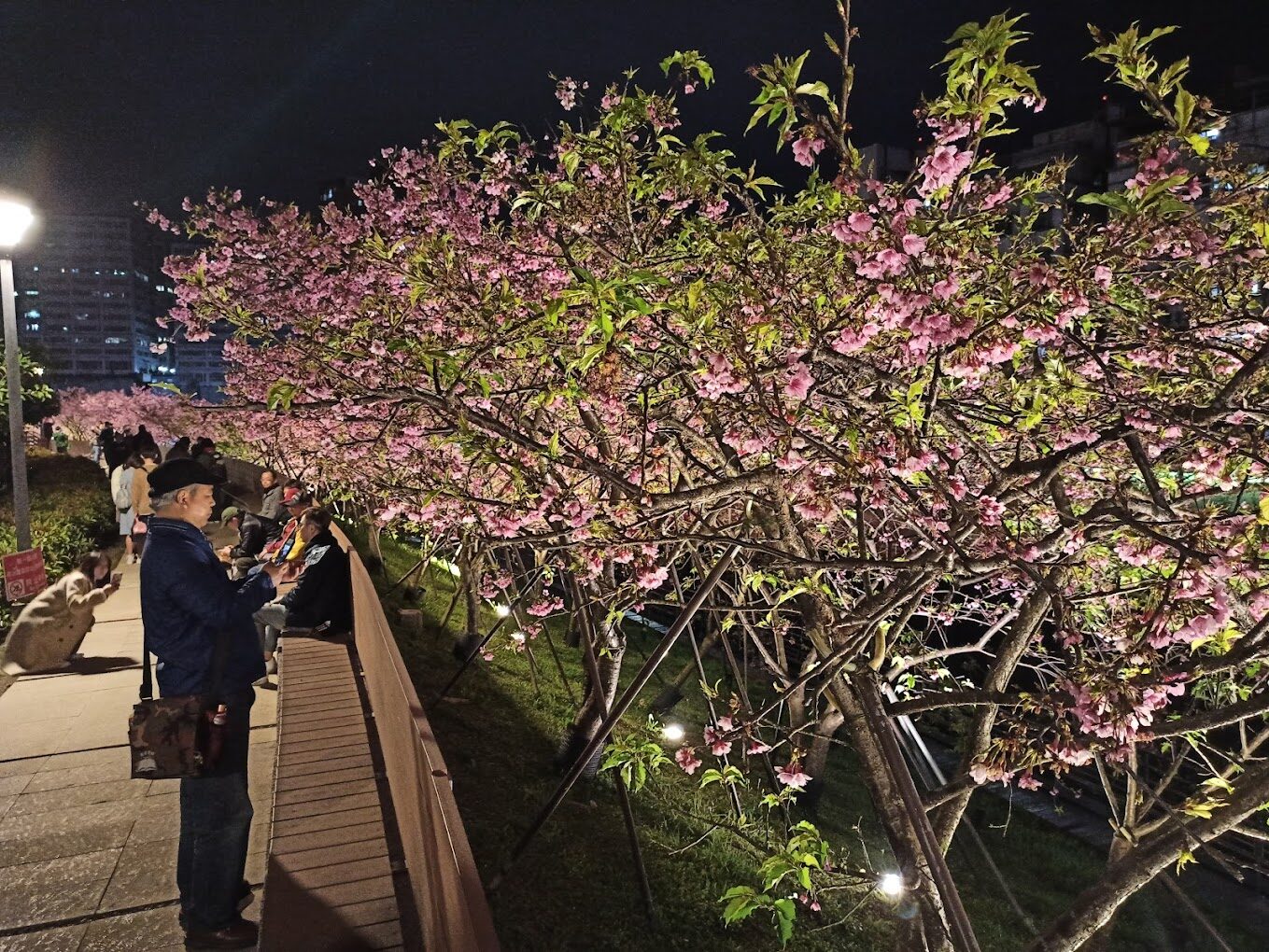 東湖櫻花林！你絕對不能錯過的賞櫻秘境