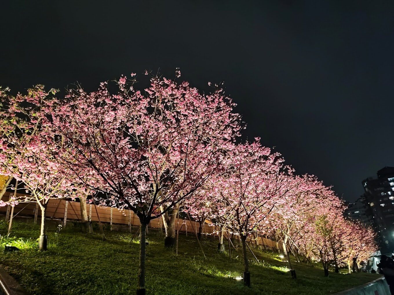 東湖櫻花林！你絕對不能錯過的賞櫻秘境