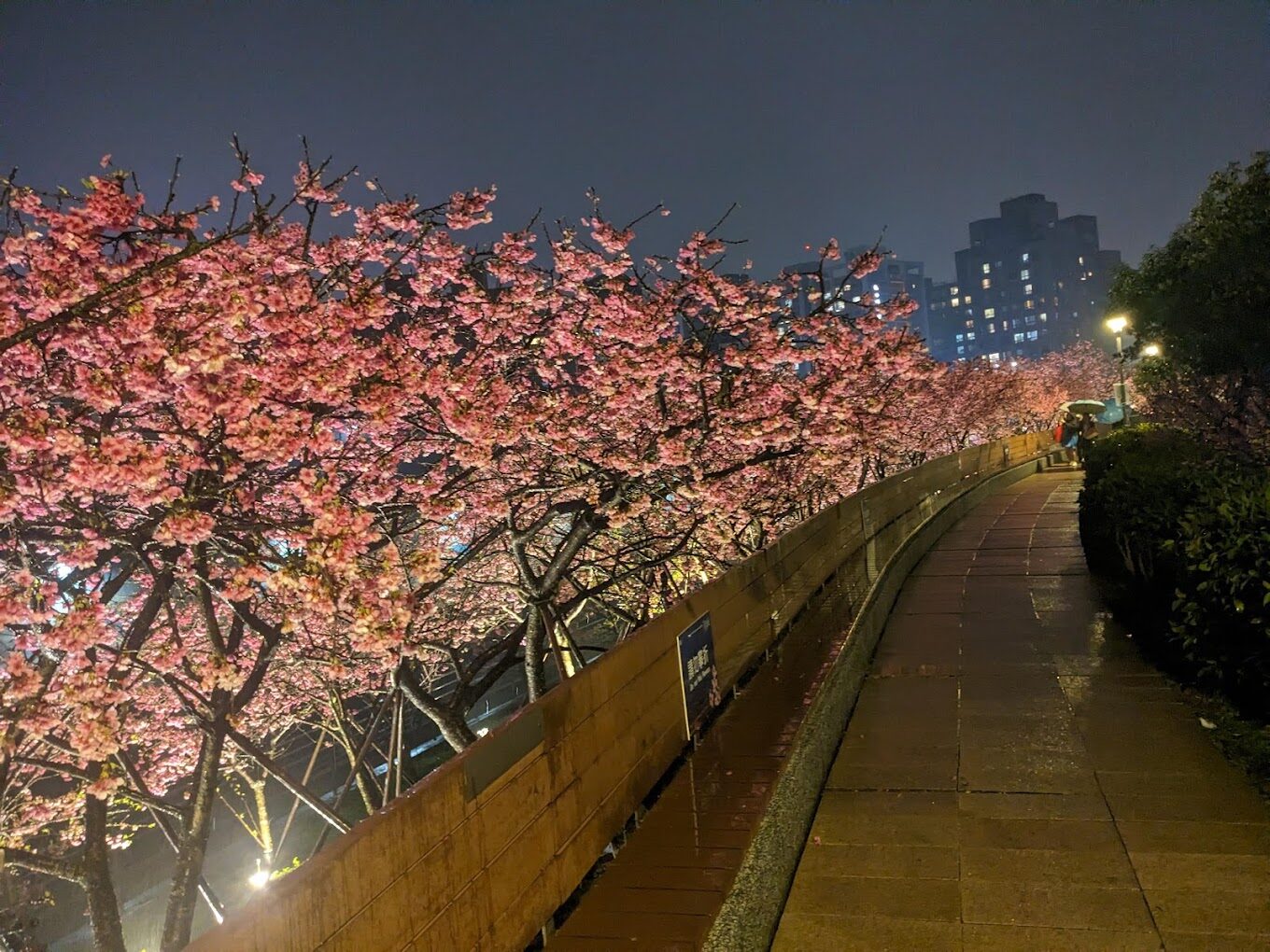 東湖櫻花林！你絕對不能錯過的賞櫻秘境