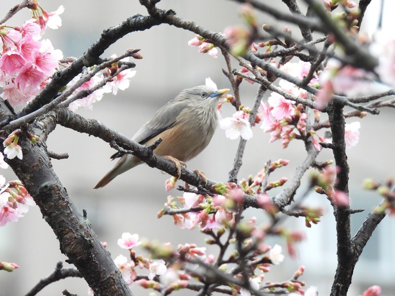 東湖櫻花林！你絕對不能錯過的賞櫻秘境