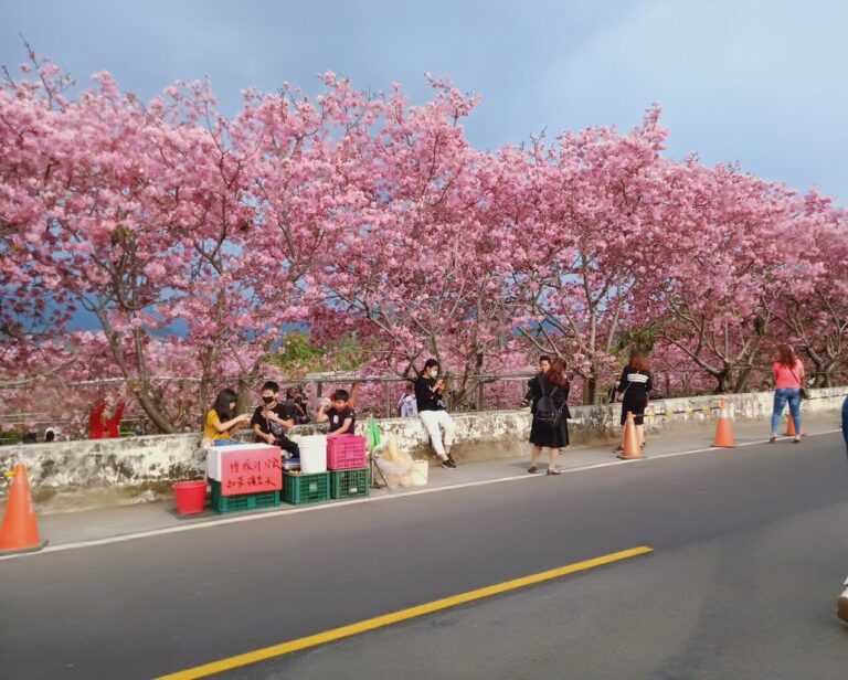 不可錯過的新社櫻花新秘境：2025春季最佳賞櫻路線推薦
