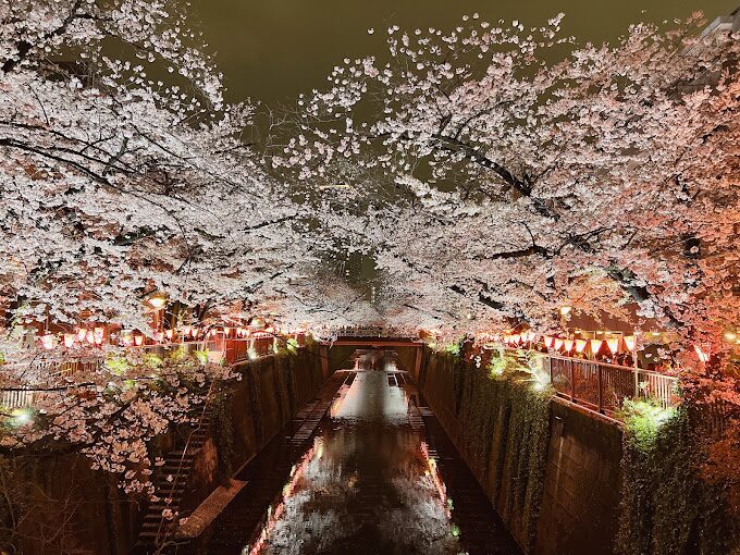 2025年櫻花季旅遊指南｜5個必訪景點與避開人潮的小秘訣