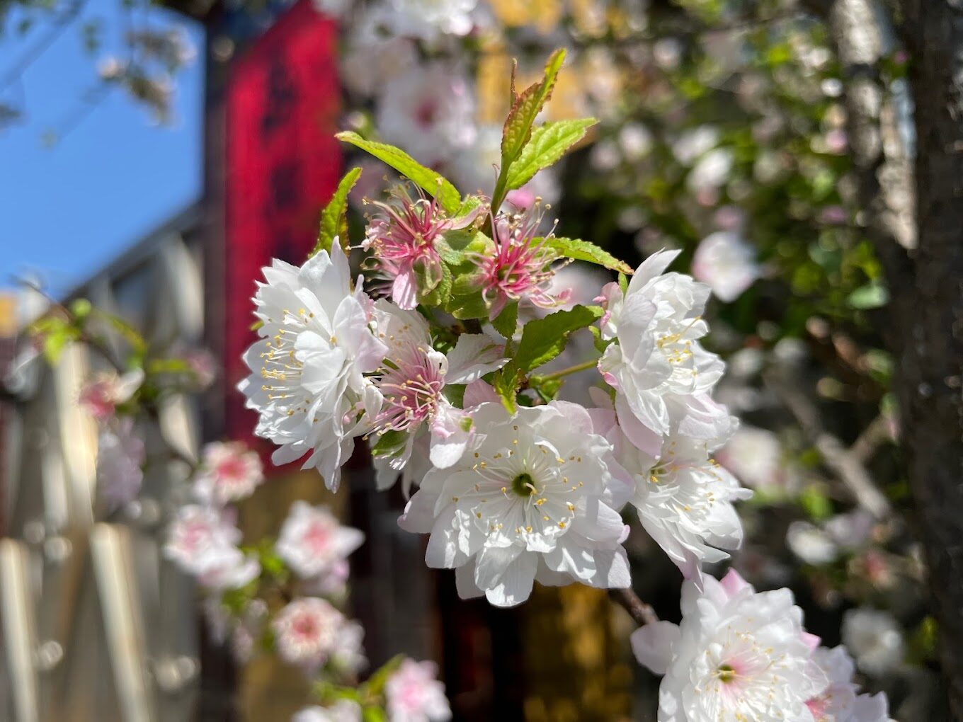 不可錯過的新社櫻花新秘境：2025春季最佳賞櫻路線推薦