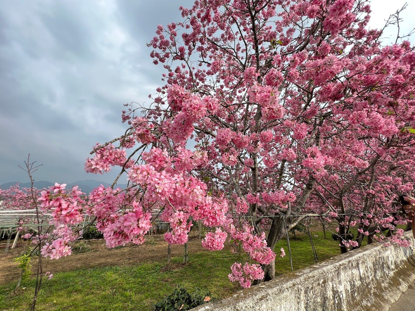 不可錯過的新社櫻花新秘境：2025春季最佳賞櫻路線推薦