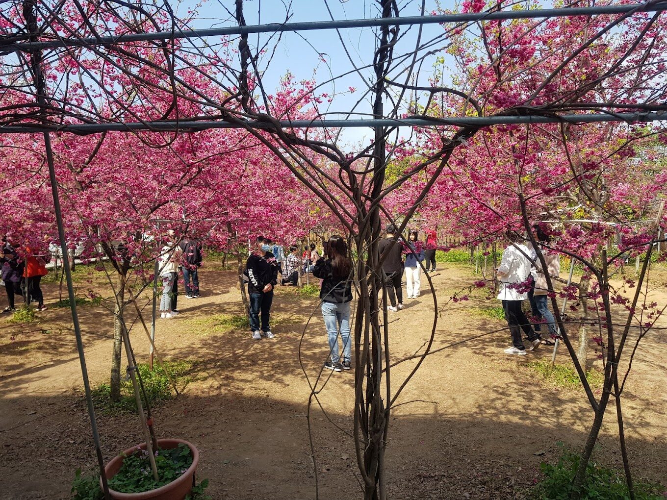 不可錯過的新社櫻花新秘境：2025春季最佳賞櫻路線推薦