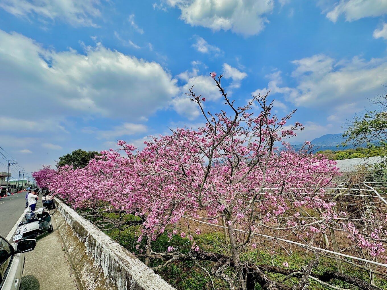 不可錯過的新社櫻花新秘境：2025春季最佳賞櫻路線推薦