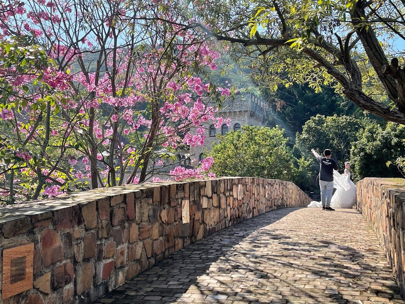 不可錯過的新社櫻花新秘境：2025春季最佳賞櫻路線推薦