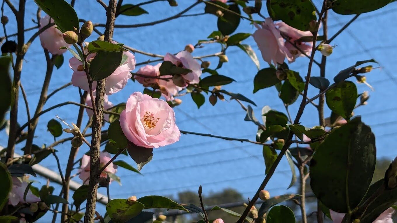 不可錯過的新社櫻花新秘境：2025春季最佳賞櫻路線推薦