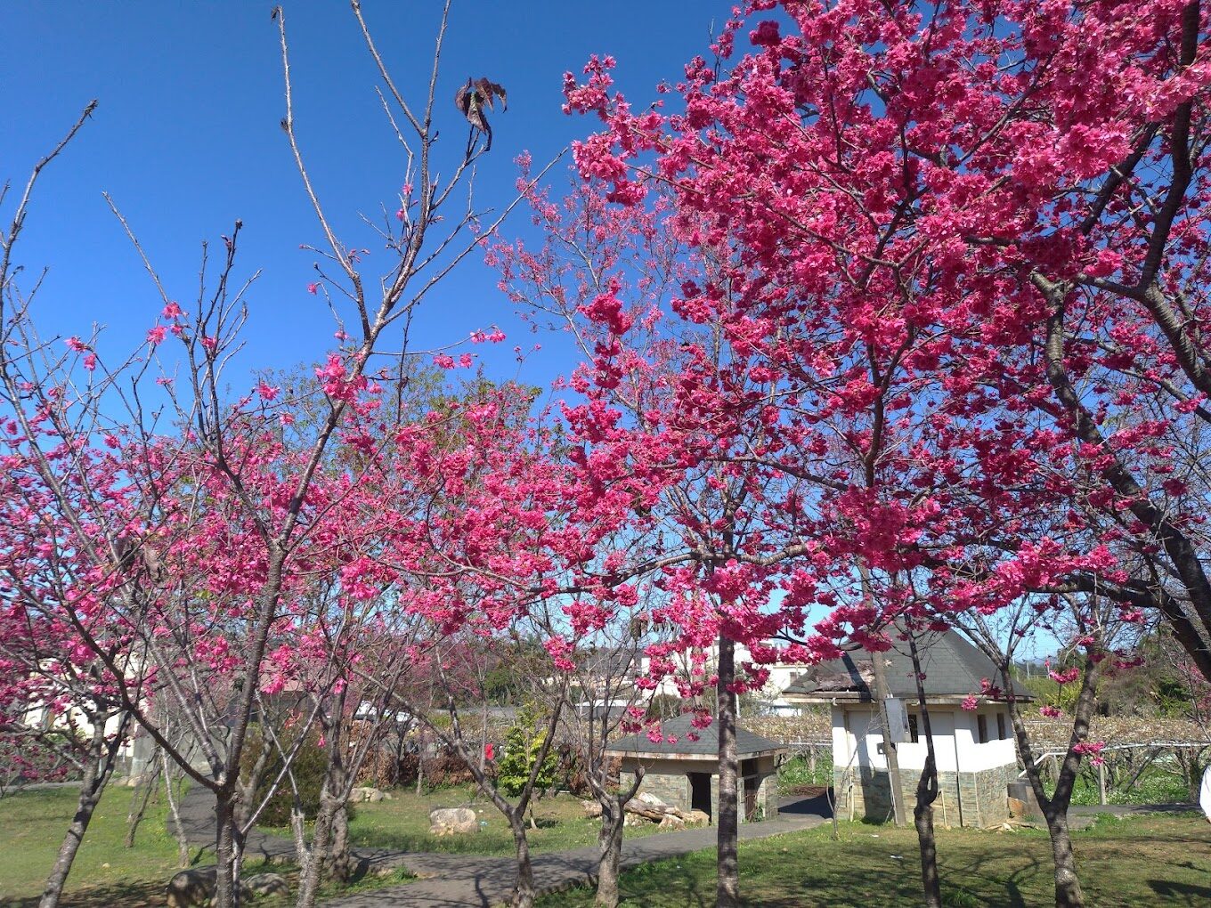 不可錯過的新社櫻花新秘境：2025春季最佳賞櫻路線推薦