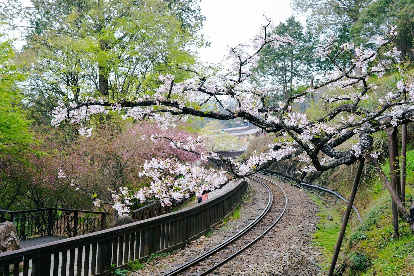 阿里山櫻花觀賞指南｜2025年櫻花季不可錯過的秘點