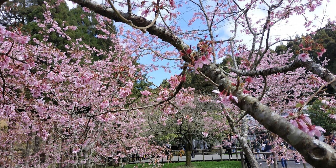 阿里山櫻花觀賞指南｜2025年櫻花季不可錯過的秘點