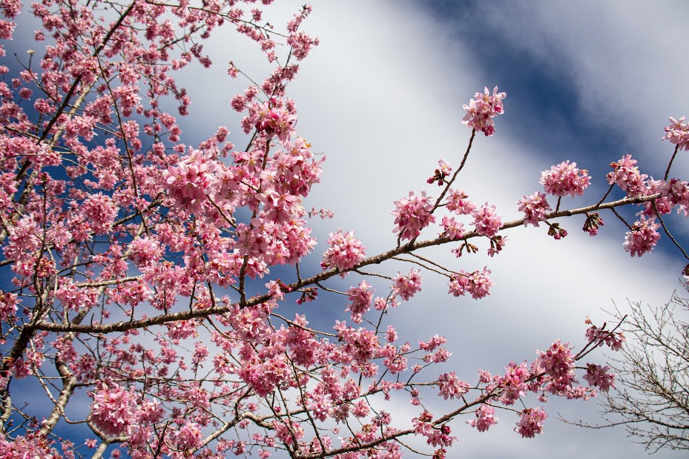 阿里山櫻花觀賞指南｜2025年櫻花季不可錯過的秘點