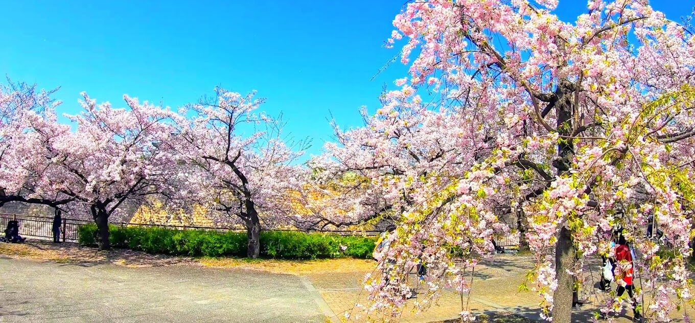 2025年櫻花季旅遊指南｜5個必訪景點與避開人潮的小秘訣