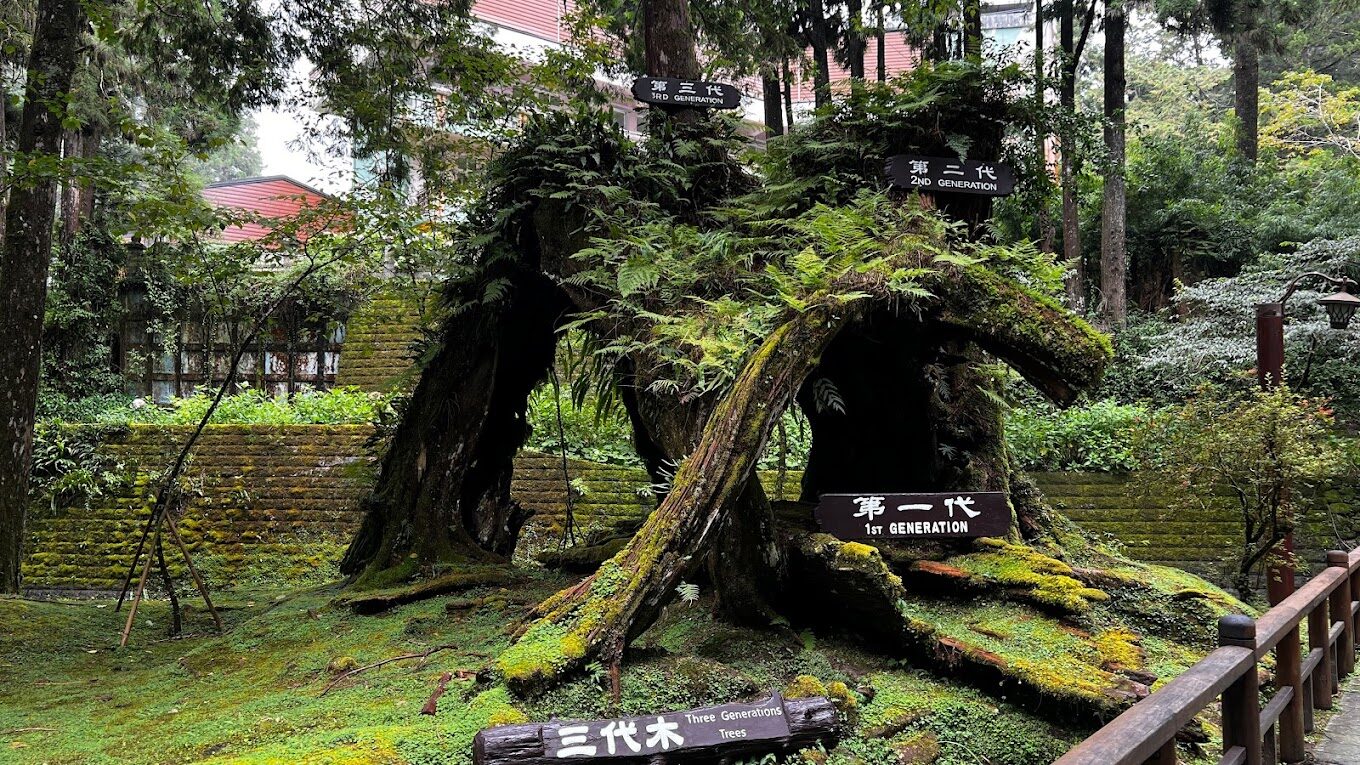 阿里山櫻花觀賞指南｜2025年櫻花季不可錯過的秘點