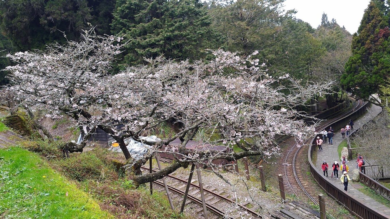 阿里山櫻花觀賞指南｜2025年櫻花季不可錯過的秘點