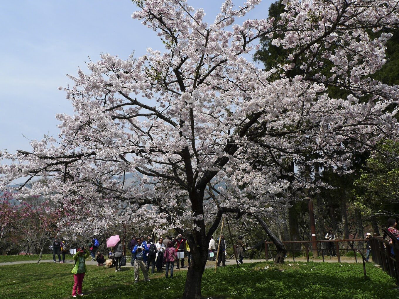 阿里山櫻花觀賞指南｜2025年櫻花季不可錯過的秘點