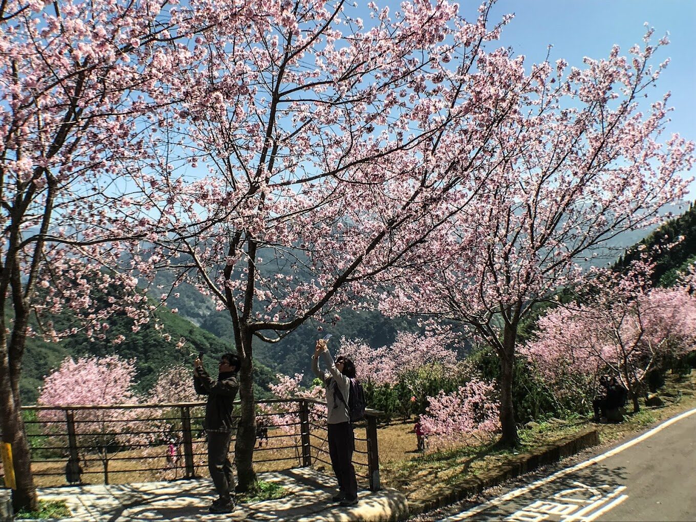 阿里山櫻花觀賞指南｜2025年櫻花季不可錯過的秘點