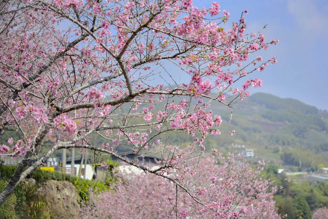 阿里山櫻花觀賞指南｜2025年櫻花季不可錯過的秘點