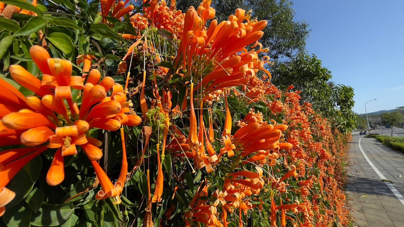 【2025】泰安風景及櫻花林必訪秘境