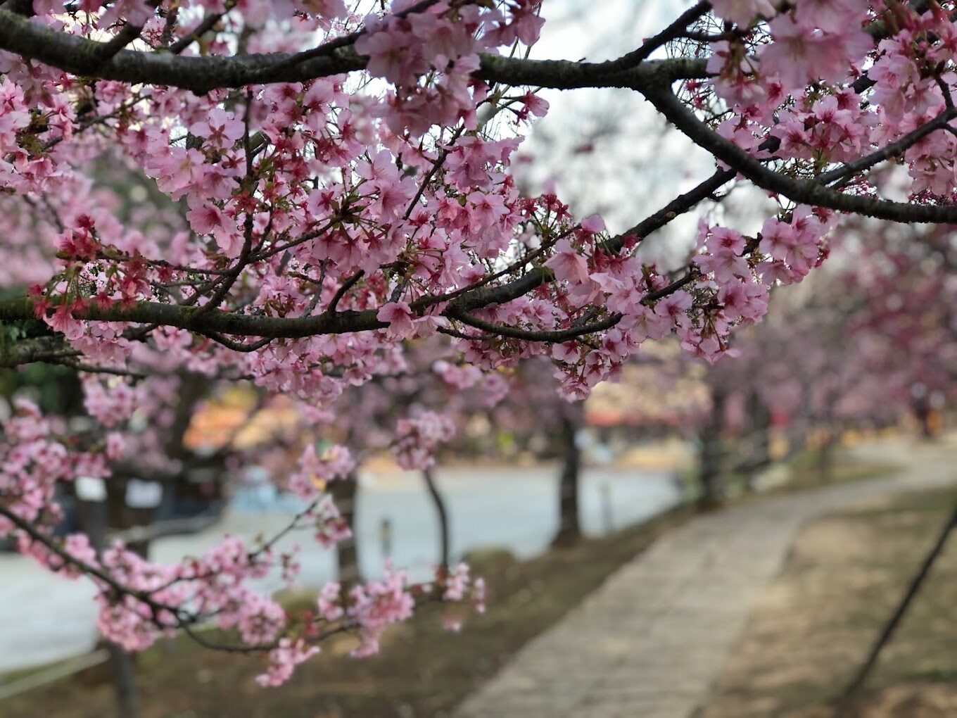 中科崴立櫻花公園：2025年不可錯過的春季景點！