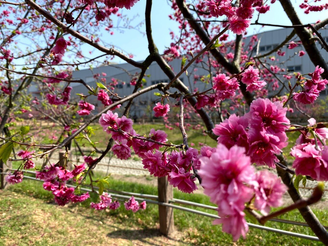 中科崴立櫻花公園：2025年不可錯過的春季景點！