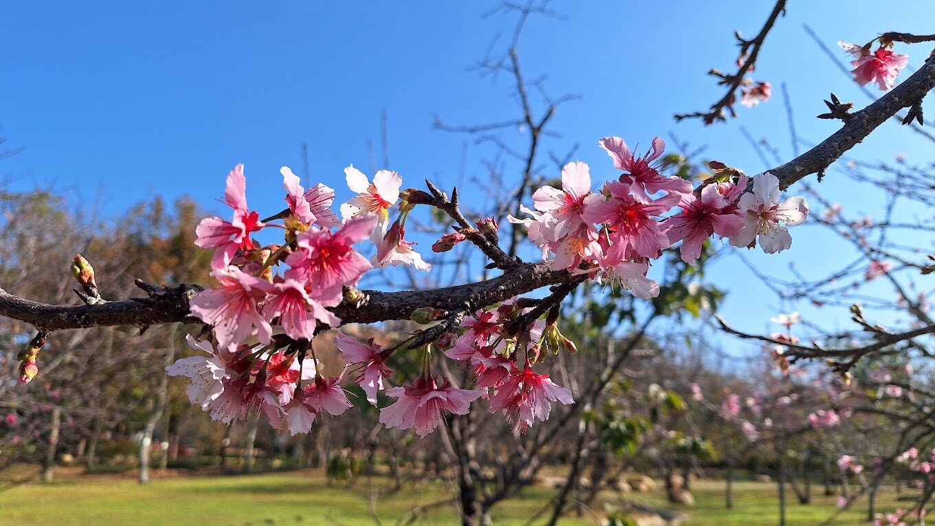 中科崴立櫻花公園：2025年不可錯過的春季景點！
