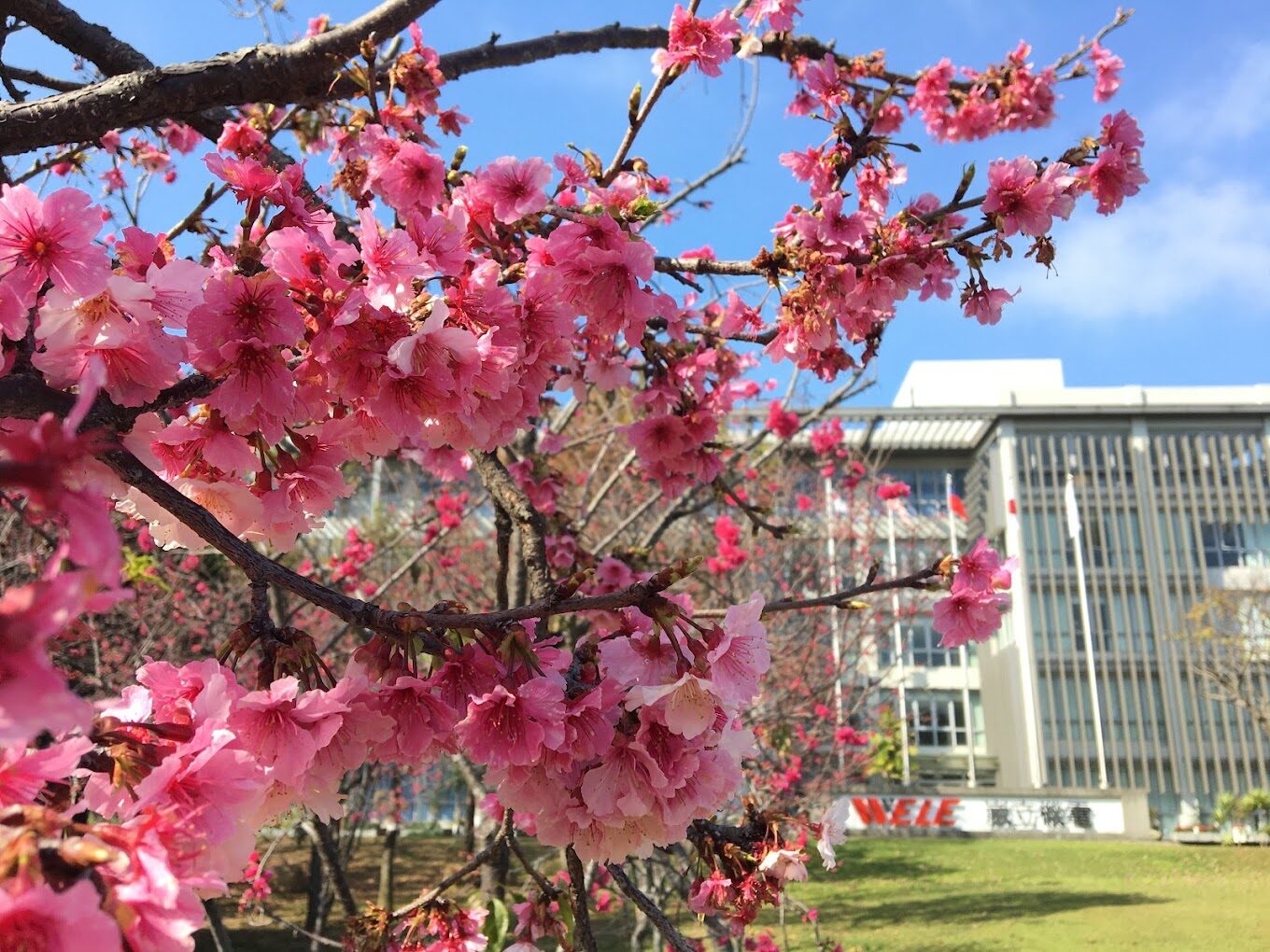 中科崴立櫻花公園：2025年不可錯過的春季景點！