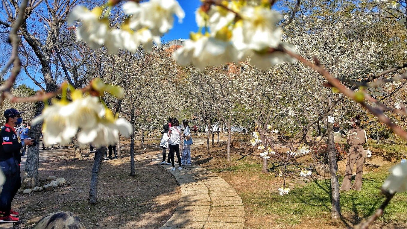 中科崴立櫻花公園：2025年不可錯過的春季景點！