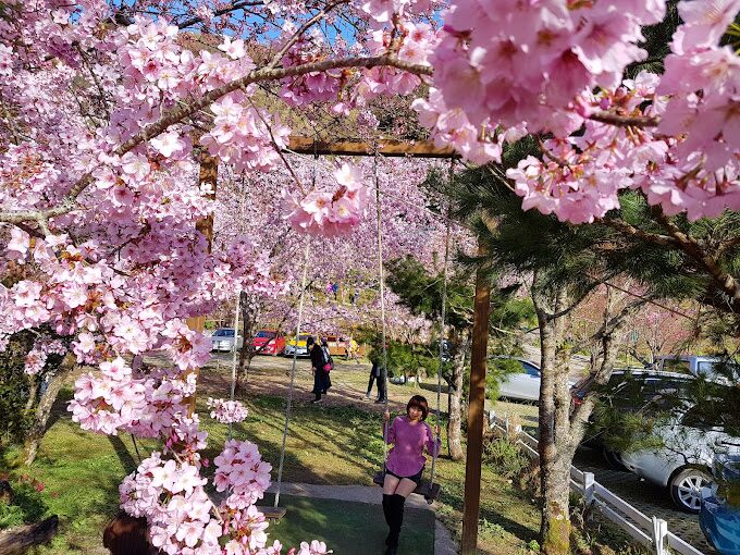 中巴陵櫻木花道：旅遊必訪的隱藏景點及其獨特魅力