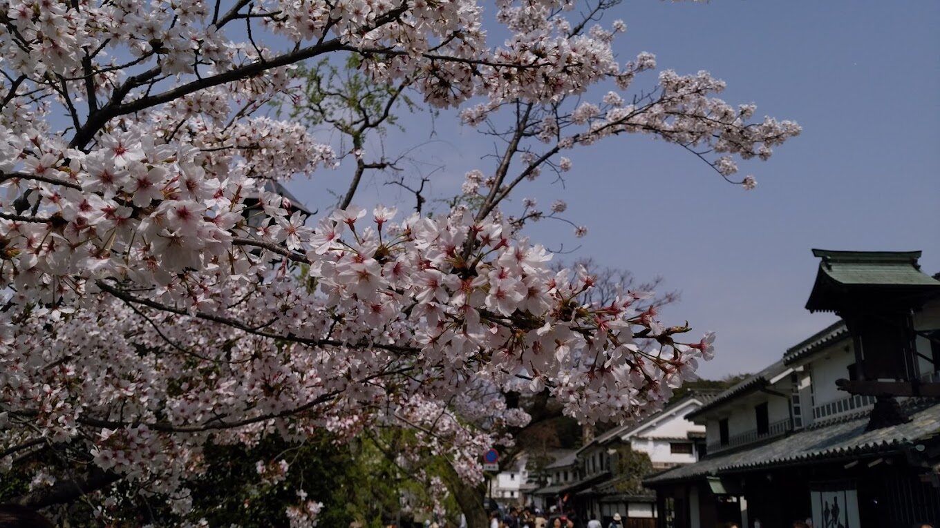 2025年櫻花季旅遊指南｜5個必訪景點與避開人潮的小秘訣