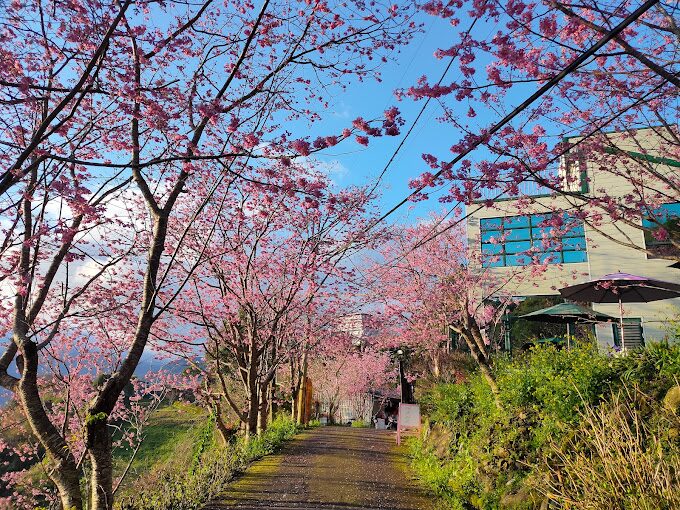 中巴陵櫻木花道：旅遊必訪的隱藏景點及其獨特魅力