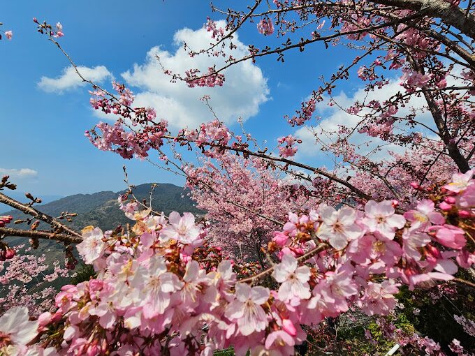 中巴陵櫻木花道：旅遊必訪的隱藏景點及其獨特魅力