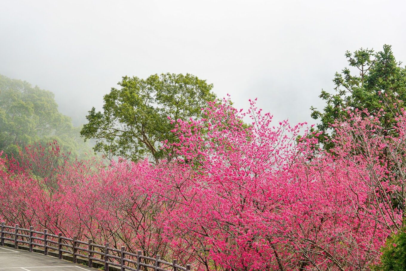 協雲宮櫻花步道攻略|不可錯過的賞櫻熱點