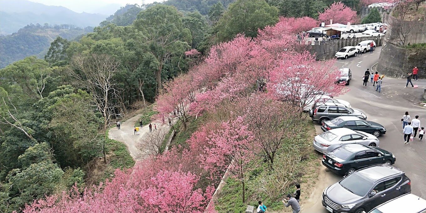 協雲宮櫻花步道攻略|不可錯過的賞櫻熱點