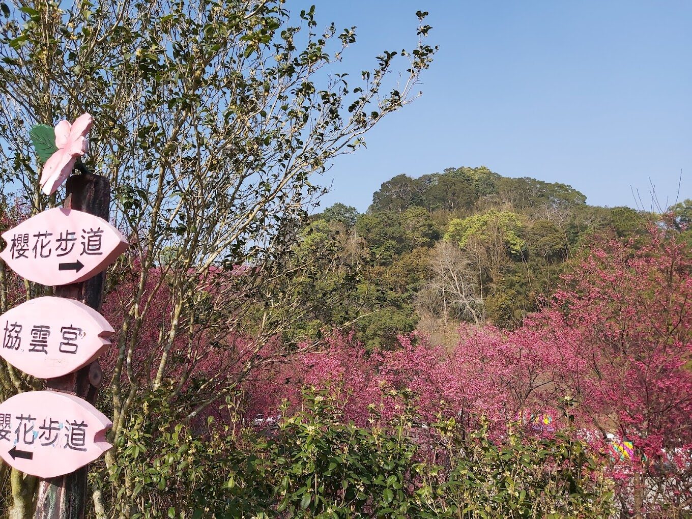 協雲宮櫻花步道攻略|不可錯過的賞櫻熱點