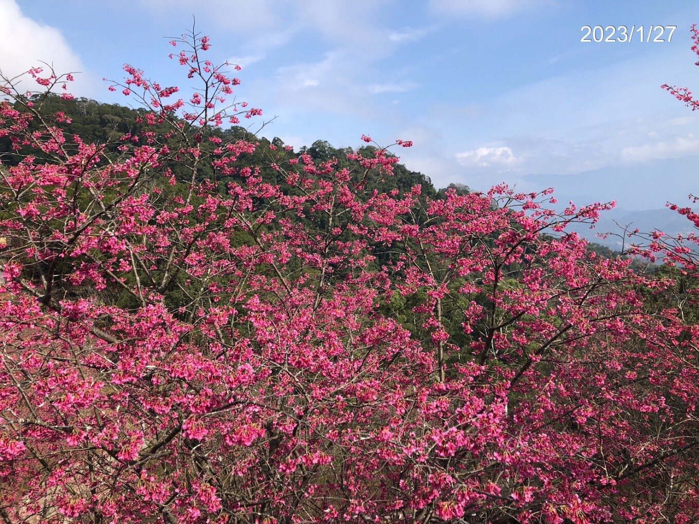 協雲宮櫻花步道攻略|不可錯過的賞櫻熱點