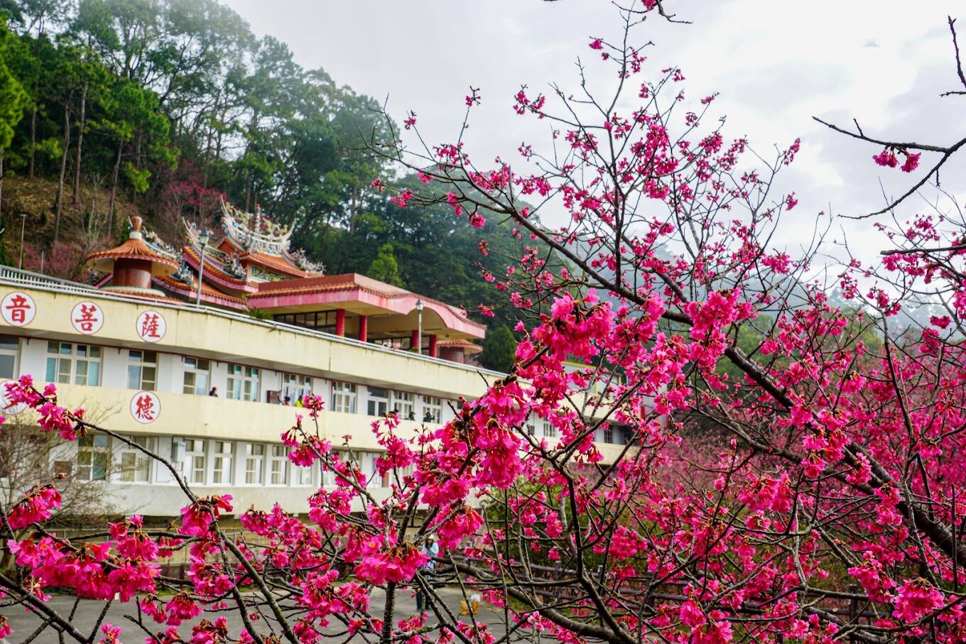 協雲宮櫻花步道攻略｜不可錯過的賞櫻熱點