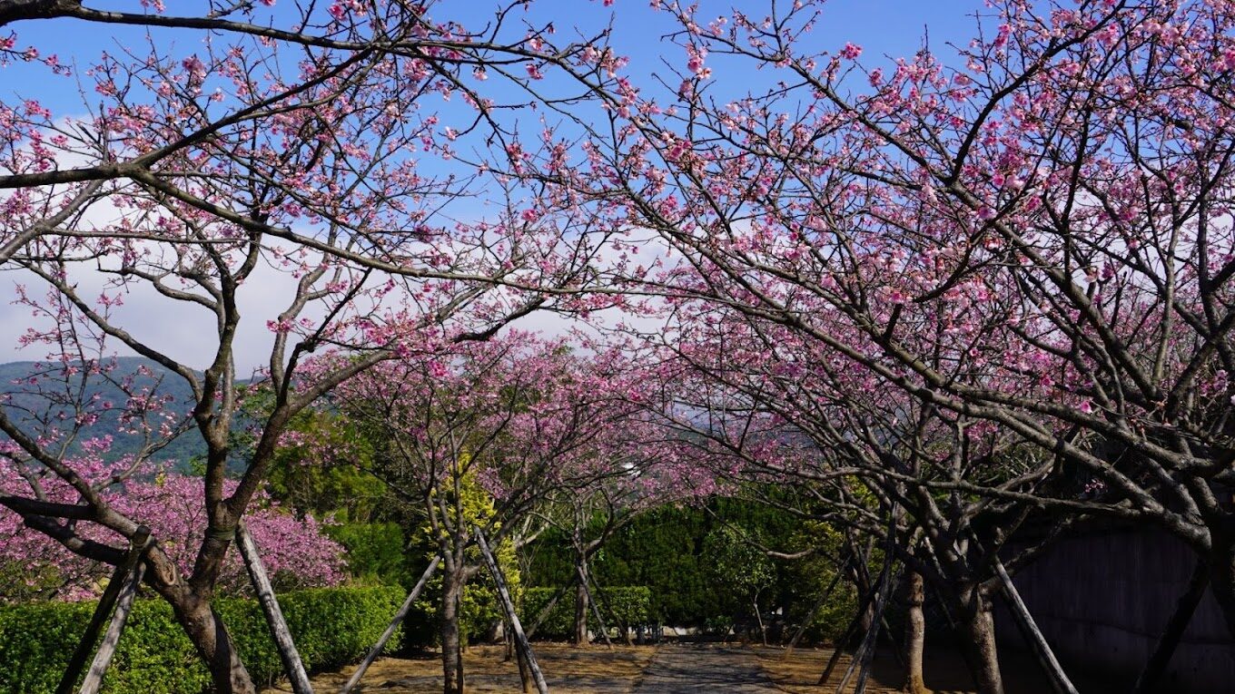2025平菁街櫻花攻略｜粉紅櫻花滿開盛況