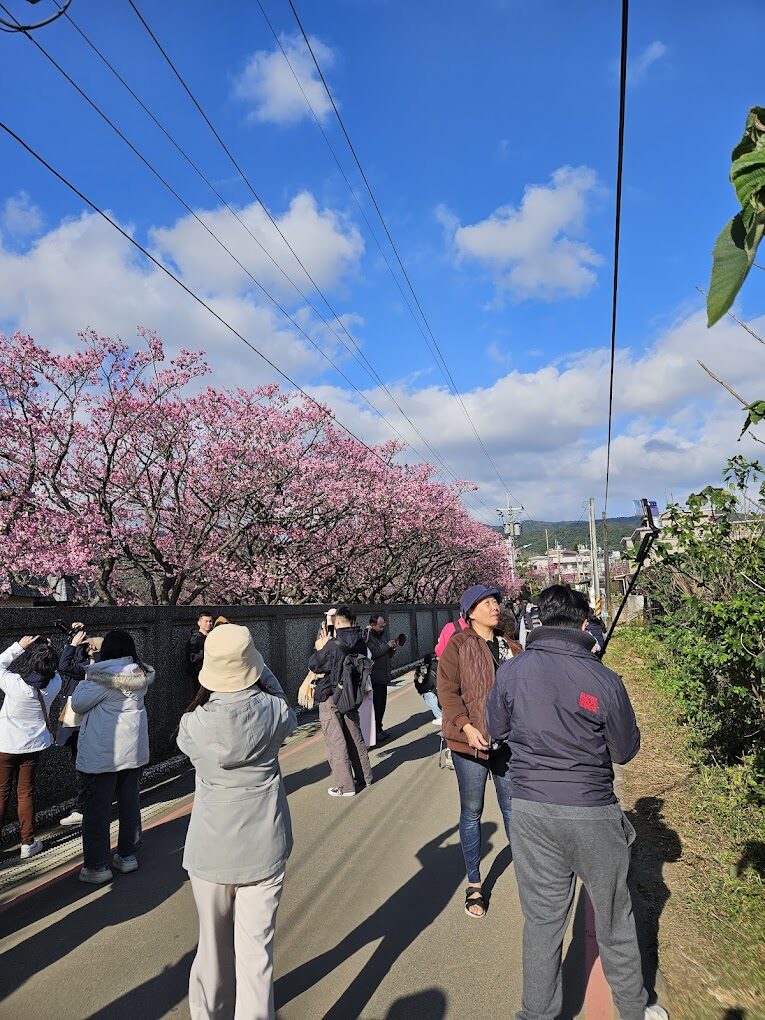 2025平菁街櫻花攻略｜利用光影拍攝櫻花特寫