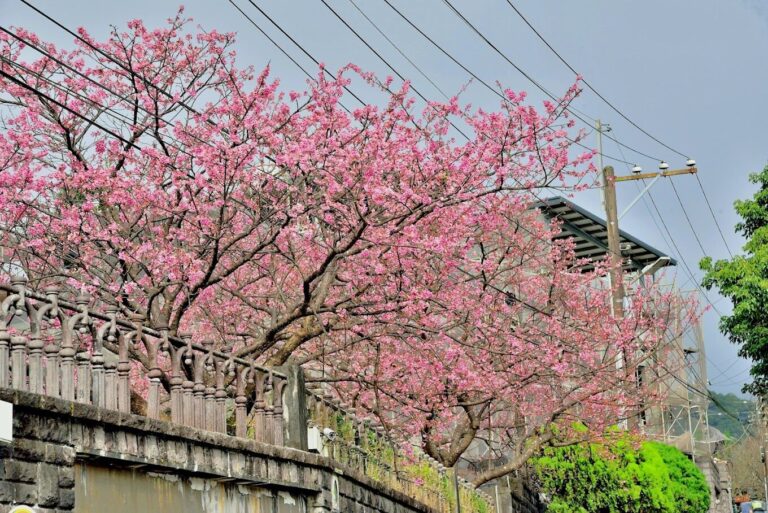 2025平菁街櫻花攻略｜避免錯過最佳觀賞時間的秘訣