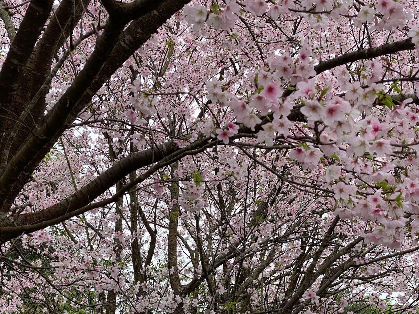 陽明山櫻花賞：避開週末人潮的秘訣