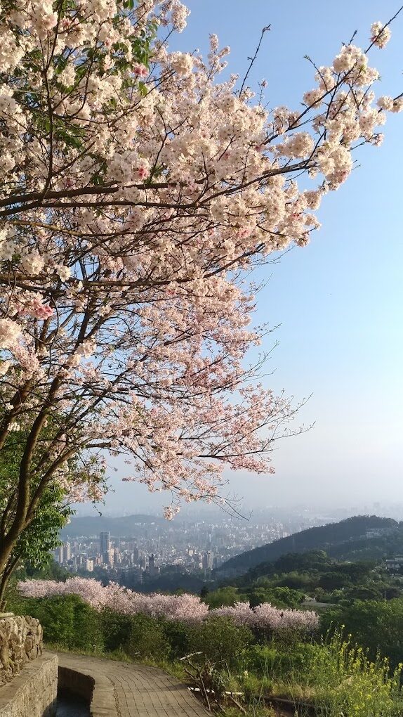 陽明山櫻花賞：避開週末人潮的秘訣